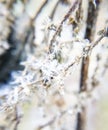 Macro snow on a branch