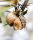 Macro snow on a fetus