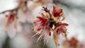 Macro of snowflakes falling on cherry tree blossoms in slow-motion. Beauty of nature and the impact of climate change on the