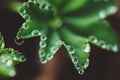 Macro soft green flowers