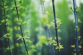 macro soft green flowers Royalty Free Stock Photo