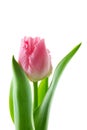 Macro of a soft pink fringed fancy frills tulip