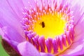 Macro image of soft purple color water lily flower. Royalty Free Stock Photo