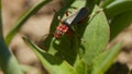 Macro soldier beetle on Royalty Free Stock Photo