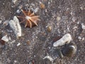 Some shells in Esterillos Beach, Parrita Village, Costa Rica