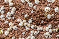 Macro of Some white Balanus glandula on a rock