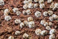 Macro of Some white Balanus glandula on a rock