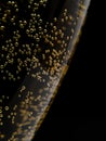 Macro of sparkling champagne