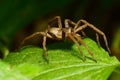Macro spider Arachnida seated on a green leaf in the foothills o