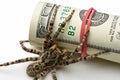 Macro of spider behind dollars roll
