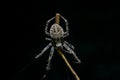 Macro spider