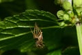 Macro spider Caucasian Solpuga molting under a green leaf nettle Royalty Free Stock Photo