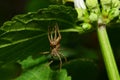 Macro spider Caucasian Solpuga molting under a leaf nettle Royalty Free Stock Photo