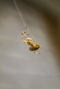 Macro of a Spider doing a Spiderweb Royalty Free Stock Photo