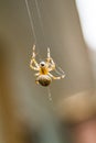 Macro of a Spider doing a Spiderweb Royalty Free Stock Photo