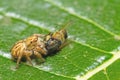 Macro of spider eating an insect on green leaf Royalty Free Stock Photo