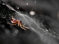 Spider of the familiy of sheet weavers Linyphiidae Royalty Free Stock Photo
