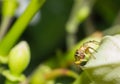 Macro spider on the flower