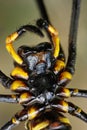 Macro of spider Nephila pilipes Royalty Free Stock Photo
