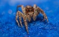 Macro spider photography Royalty Free Stock Photo