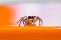 Macro spider portrait Royalty Free Stock Photo