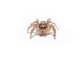 Macro spider portrait Royalty Free Stock Photo