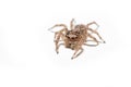 Macro spider portrait Royalty Free Stock Photo