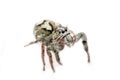 Macro spider portrait Royalty Free Stock Photo