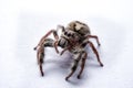 Macro spider portrait Royalty Free Stock Photo