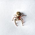 Macro spider portrait Royalty Free Stock Photo