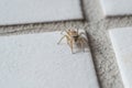 Macro spider Salticidae