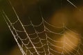 Macro Spider web with dew drops