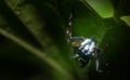 Macro spider on plant leaf