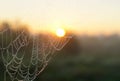 Macro spiderweb