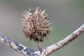 Macro of spiky seeds with barbs and thorny thistle like spikes as autumn and winter herbs on a twig show sharp thorns protected Royalty Free Stock Photo