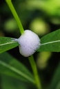 Macro of a spittlebugs frothy protection on a plant