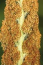 Macro of sporangia of cinnamon fern in Vernon, Connecticut. Royalty Free Stock Photo