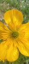 macro of a spring buttercup flower Royalty Free Stock Photo