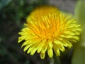 Macro spring dandelion sunny background bokeh