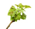 Dewdrops on top of blackcurrant (Ribes nigrum) branch