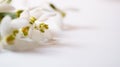 Macro Spring flower - snowdrops Gallanthus isolated on white background