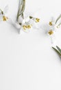 Macro Spring flower - snowdrops Gallanthus isolated on white background