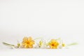 Macro Spring flower - snowdrops Gallanthus and primroses isolated on white background