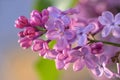 Macro of spring lilac violet flowers