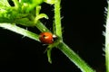Macro of spring red ladybug Coccinella septempunctata on green leaf in forest, natural environment Royalty Free Stock Photo