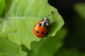 Macro of spring red ladybug Coccinella septempunctata on green leaf in forest, natural environment Royalty Free Stock Photo