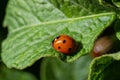 Macro of spring red ladybug Coccinella septempunctata on green leaf in forest, natural environment Royalty Free Stock Photo