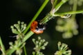 Macro of spring red ladybug Coccinella septempunctata on green leaf in forest, natural environment Royalty Free Stock Photo