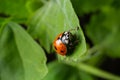 Macro of spring red ladybug Coccinella septempunctata on green leaf in forest, natural environment Royalty Free Stock Photo