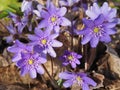 Macro of spring wildflowers the Common hepatica Anemone hepatica or Hepatica nobilis in spring